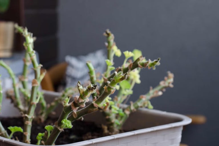 Muškáty v květináči