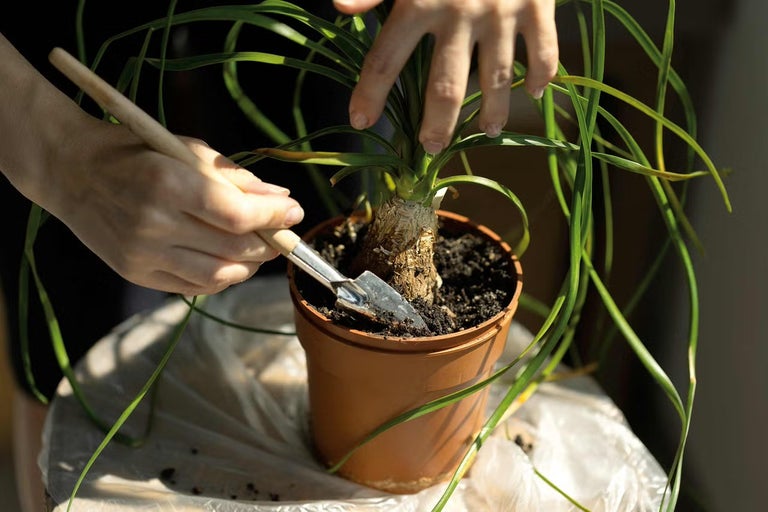 Jak pěstovat sloní nohu