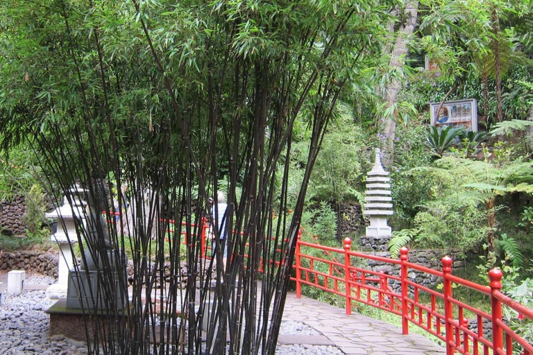 Japonská zahrada s bambusem, červeným mostem a kamennými lucernami