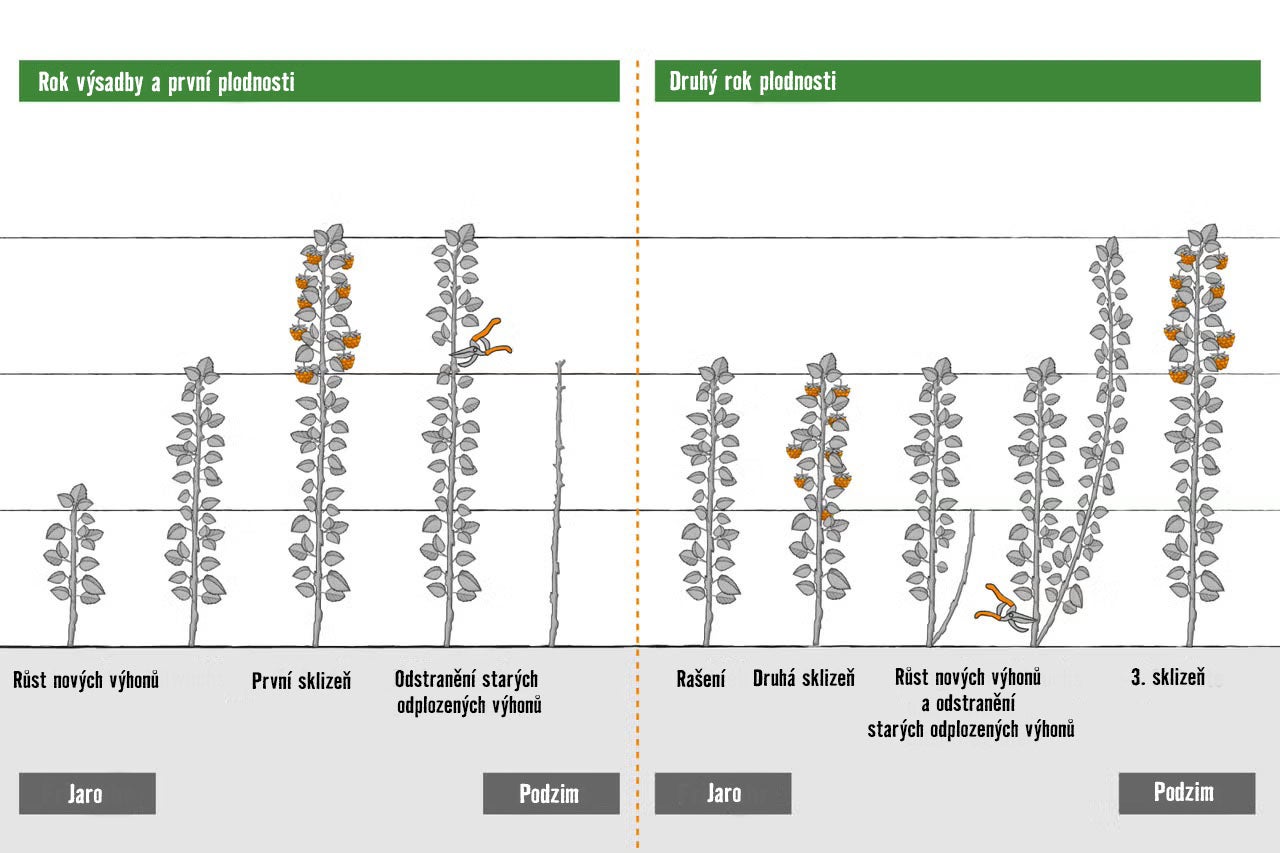 Ilustrace cyklu růstu a řezu maliníku během dvou let, od výsadby po sklizeň na jaře a na podzim.