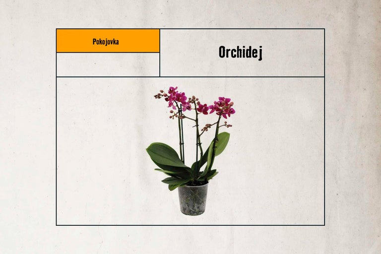 Orchidej v květináči jako pokojová rostlina