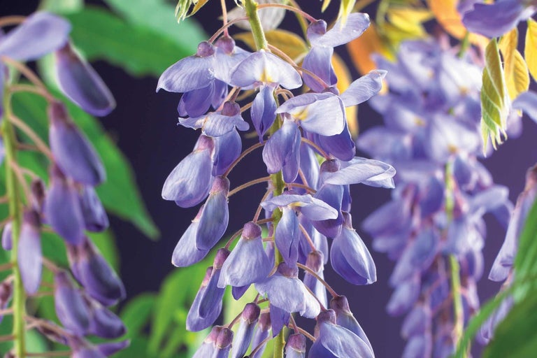 Detailní pohled na květy vistárie