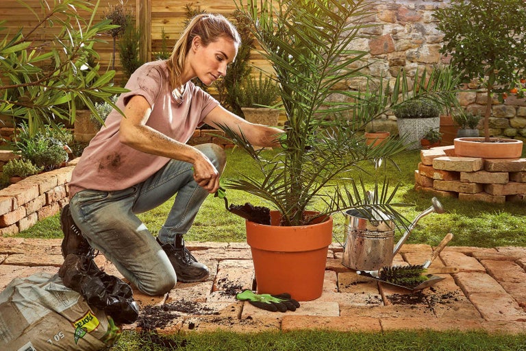 Žena sází datlovník na zahradě se zahradnickou zeminou, lopatkou a konví