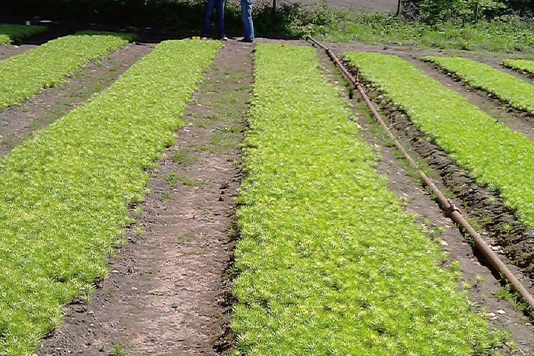 Pěstování dánské jedle