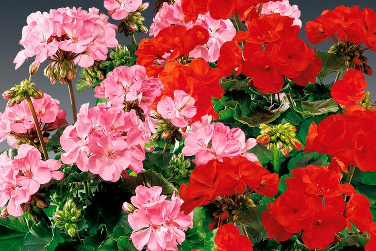 Muškáty s červenými a růžovými květy