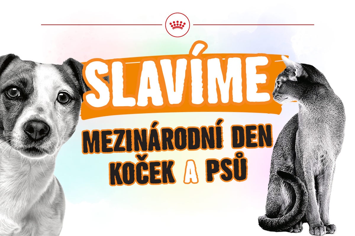Logo Royal Canin, ilustrace psa a kočky s textem Slavíme mezinárodní den koček a psů.