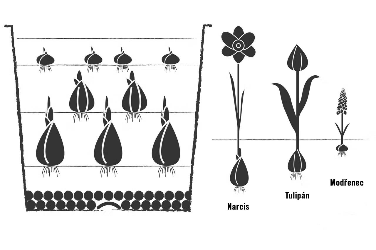Ilustrace rostlinné lasagne s narcisy, tulipány a modřenci