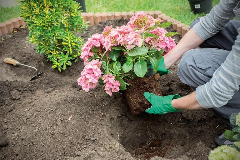Zahradník sází růžovou hortenzii do zahradní zeminy