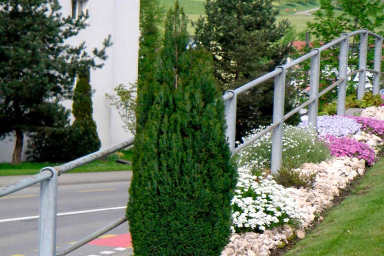 Na obrázku je jalovec sloupovitý vedle silnice a zábradlí.