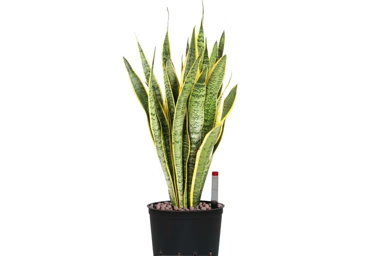 Sansevieria pokojová rostlina v květináči