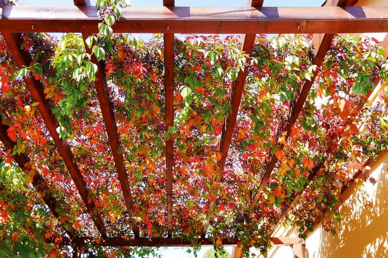 Dřevěná pergola porostlá popínavými rostlinami na zahradě