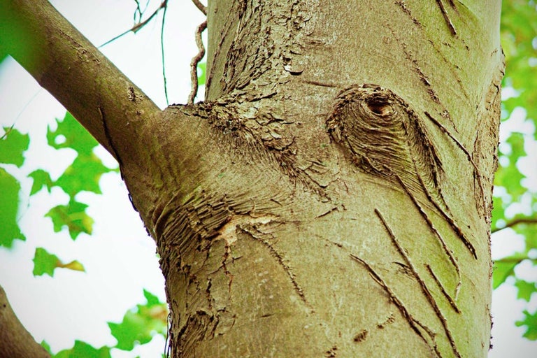 Detail kmene stromu s větvemi