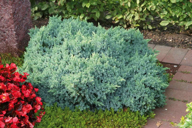 Keř jalovce na zahradě