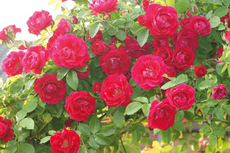 Červené květy růží se zelenými listy