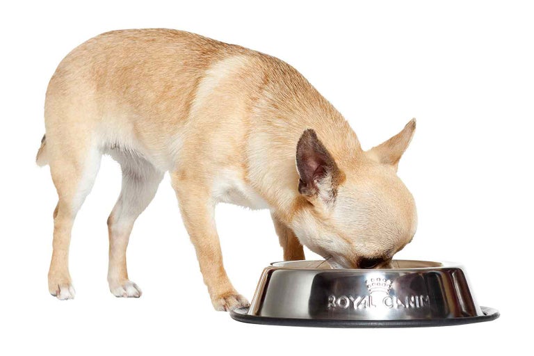 Čivava jí z misky z nerezové oceli s logem Royal Canin