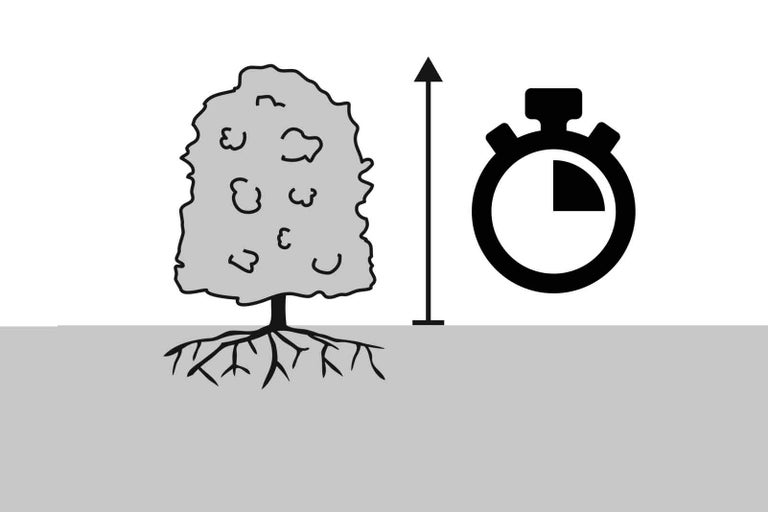 Symbolický obrázek: Rychlost růstu rostlin