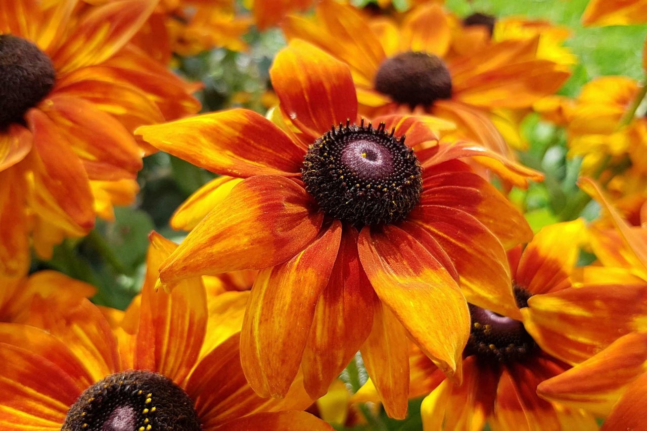 Detail květů Rudbeckie s tmavými středy a žlutooranžovými okvětními lístky