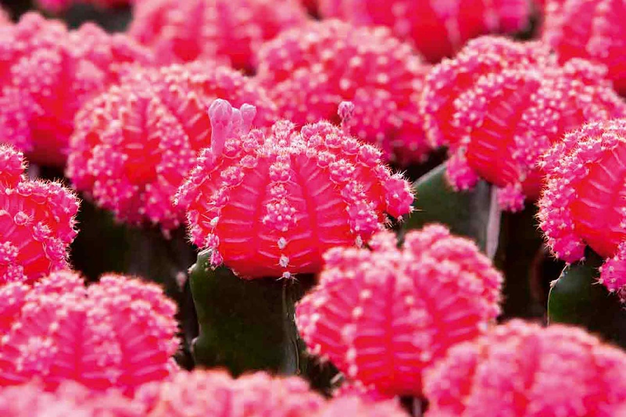 Skupina kaktusů Gymnocalycium Mihanovichii