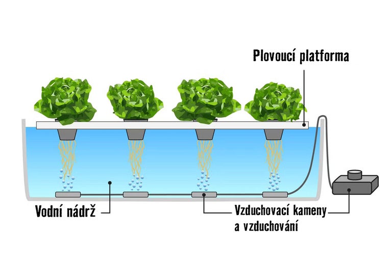 Hydroponický systém se salátem v nádrži na vodu s provzdušňovači