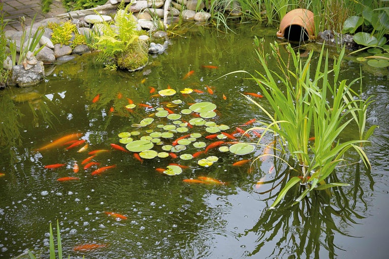 Jezírko se zlatými rybkami, lekníny a pobřežní vegetací