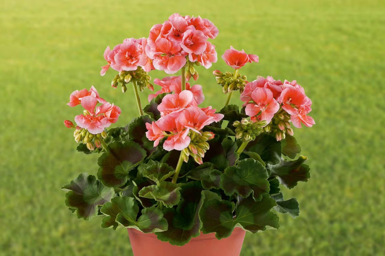 Muškát v květináči s růžovými květy