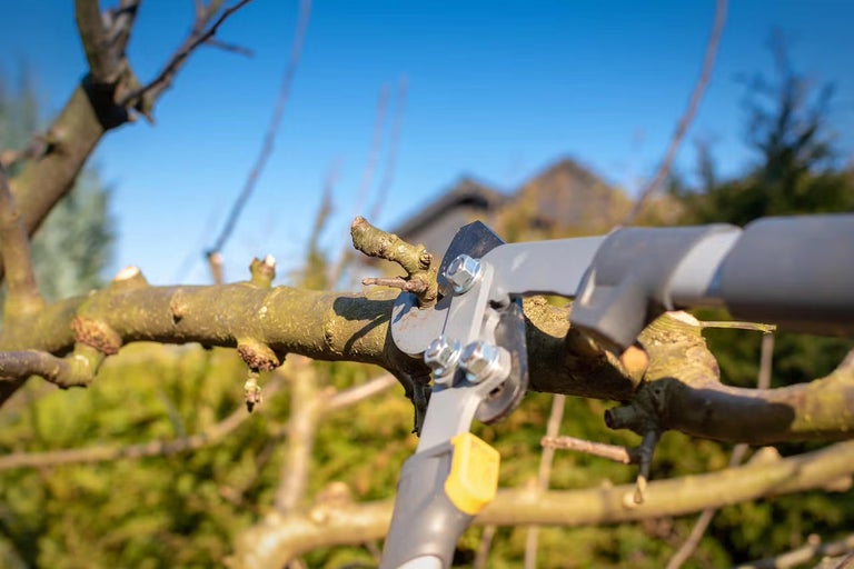 Jak prořezávat jabloně