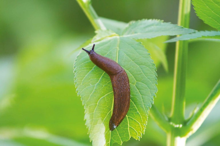Slimák na zeleném listu
