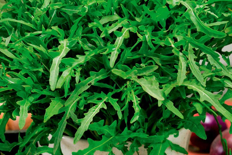 Rukola v květináči