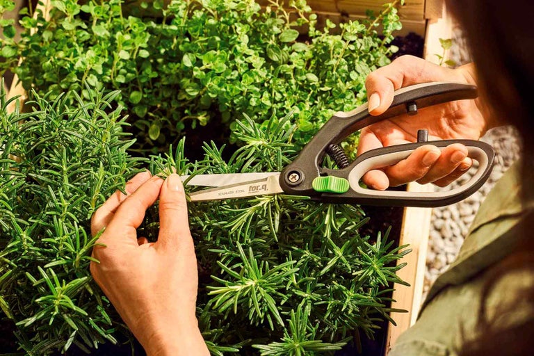 Osoba stříhá bylinky nůžkami na bylinky od společnosti for_q.
