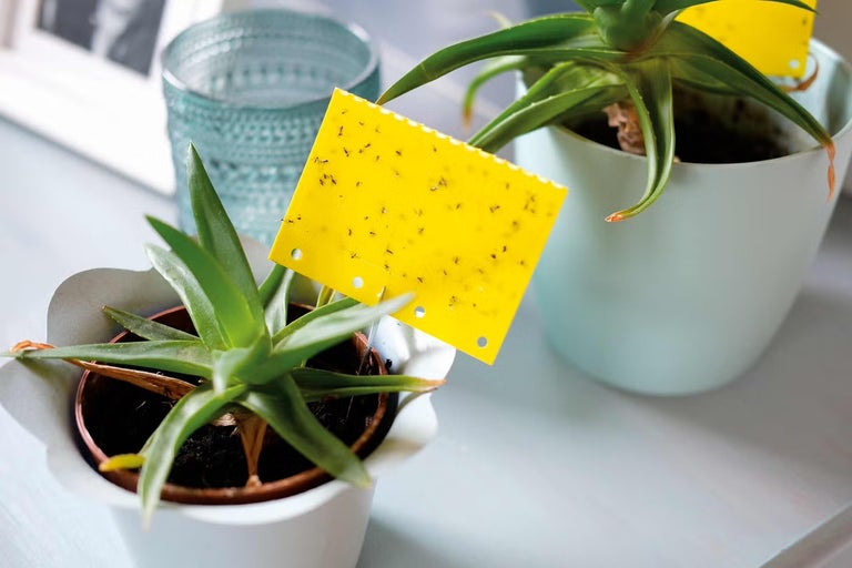 Žluté lepové desky pro pokojové rostliny k hubení smutnic v květináči s rostlinou.