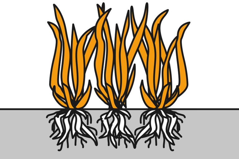 Ilustrace kořenů trávy v půdě