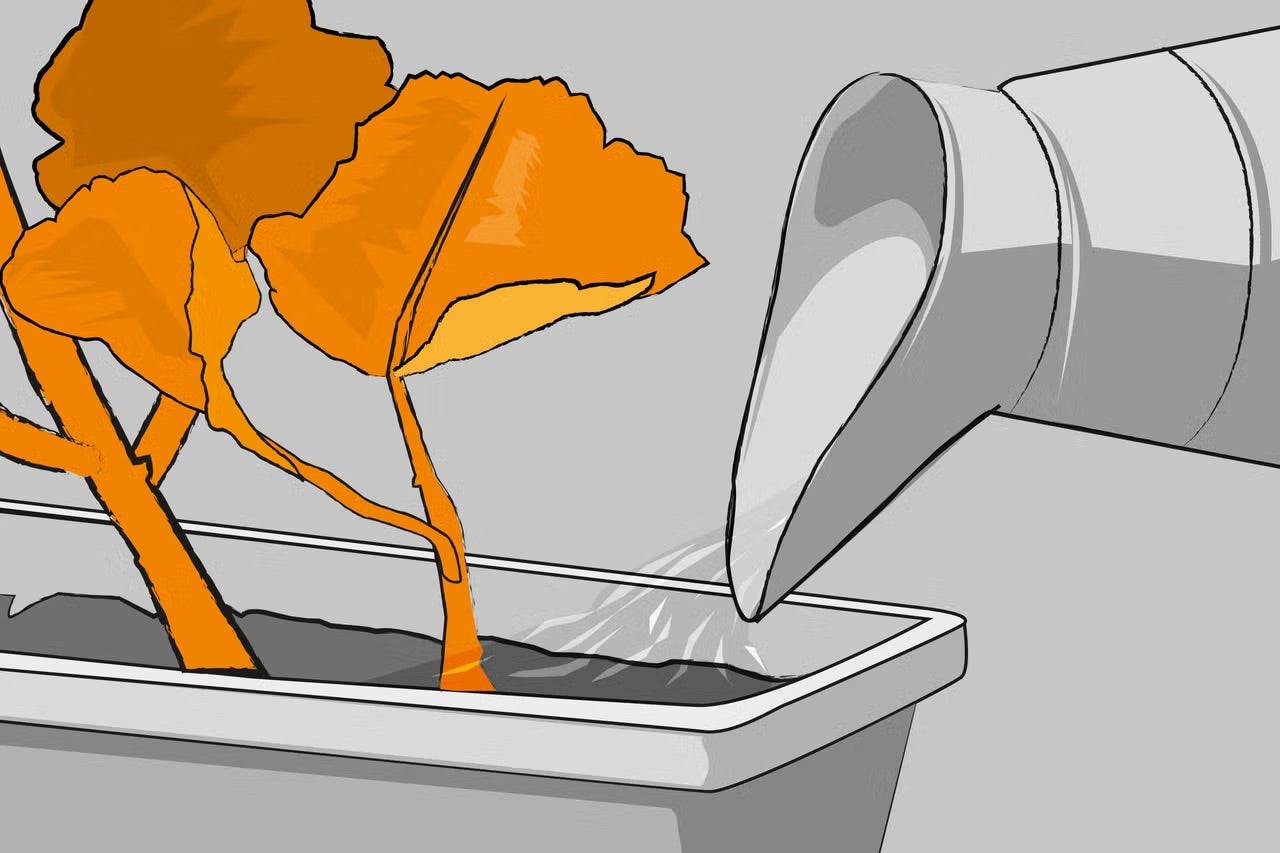 Ilustrace: konev zalévá rostlinu v květináči