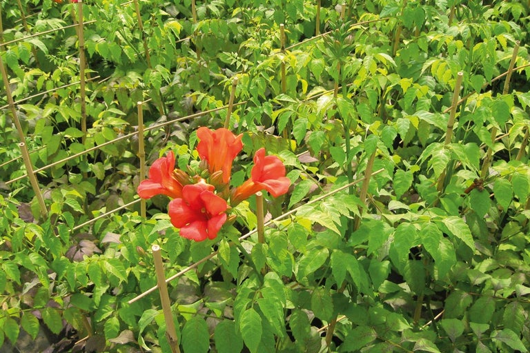 Trubačka s podpěrou pro popínání v zahradě