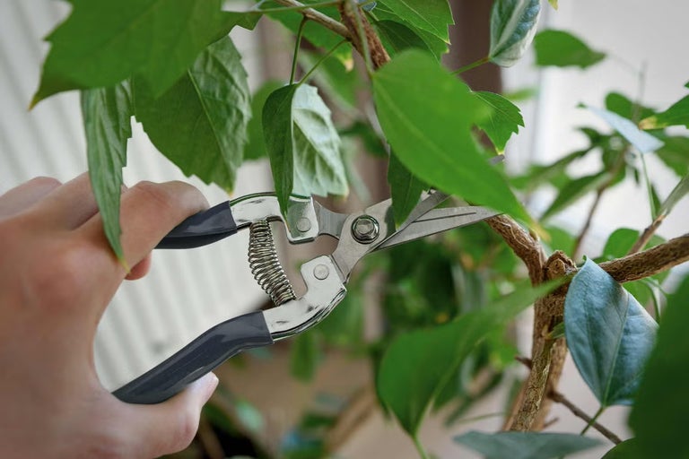 Kdy a jak stříhat ibišek, aby byl v létě obsypaný květy?