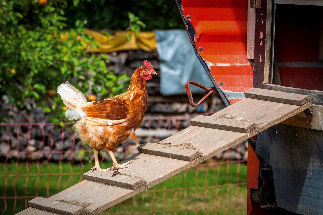 Slepice na žebříku do kurníku
