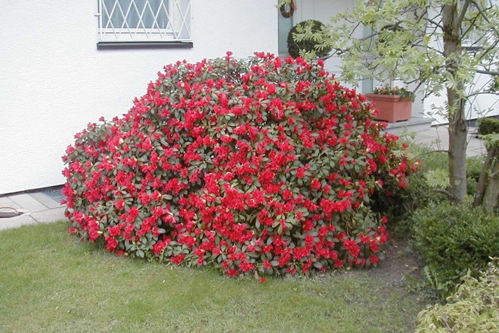 Kvetoucí keř rododendronu v zahradě