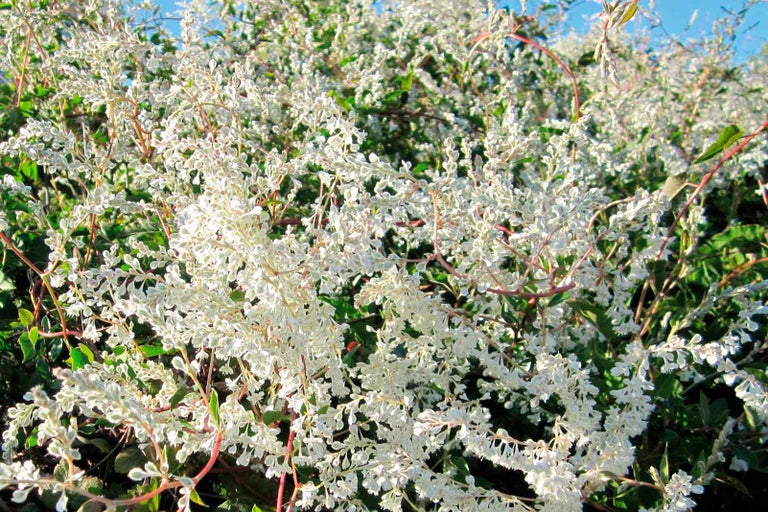 Detailní pohled na popínavou rostlinu s bílými listy