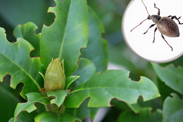 Listy s poškozením od hmyzu a lalokonosec v detailu