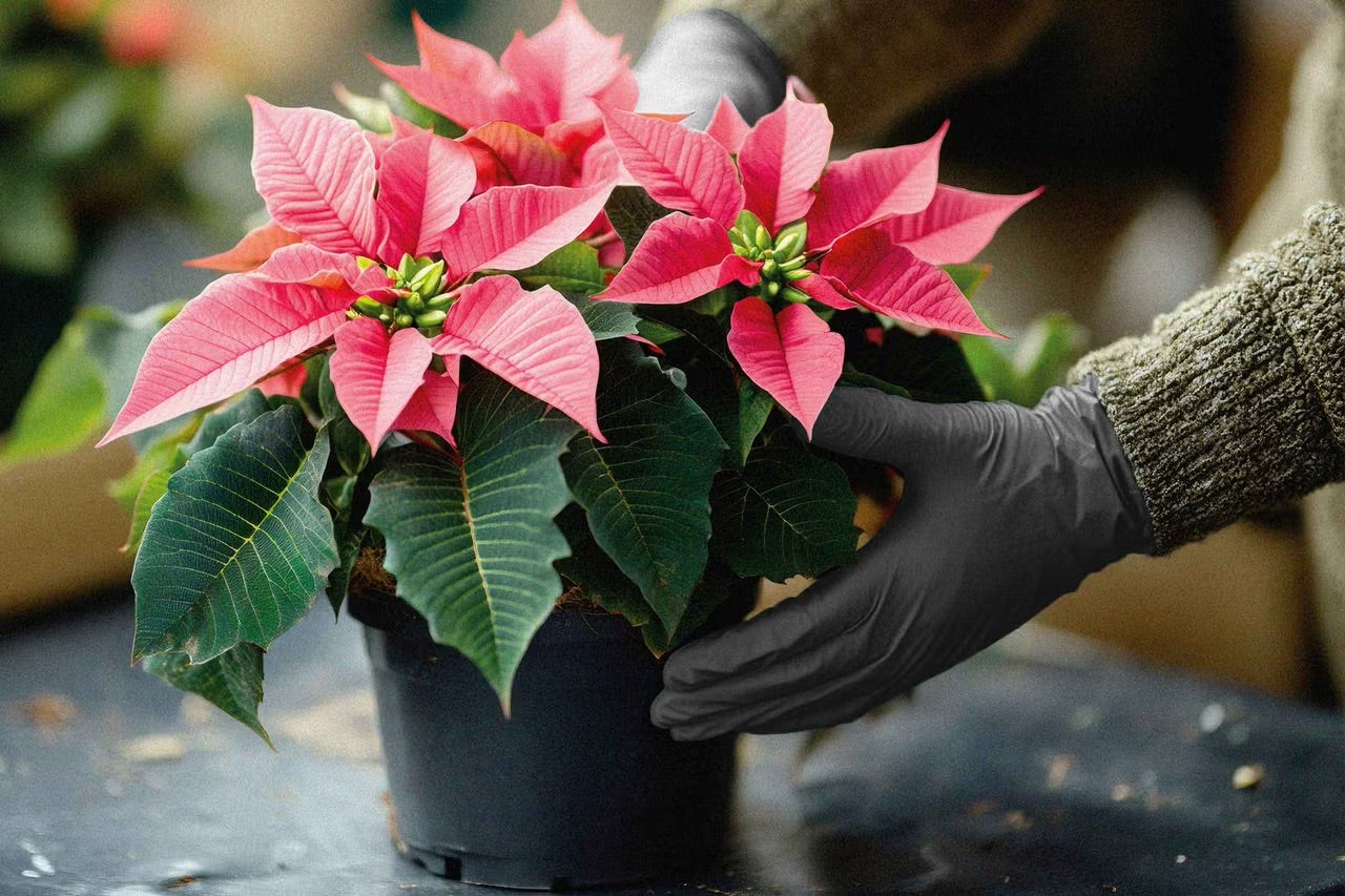 Jak se starat o vánoční hvězdu