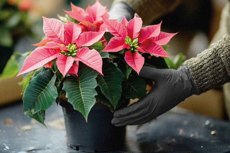 Jak se starat o vánoční hvězdu