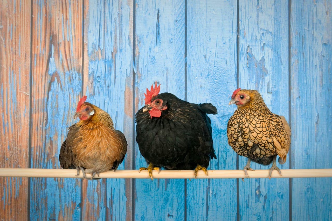 Slepice v kurníku na bidýlku