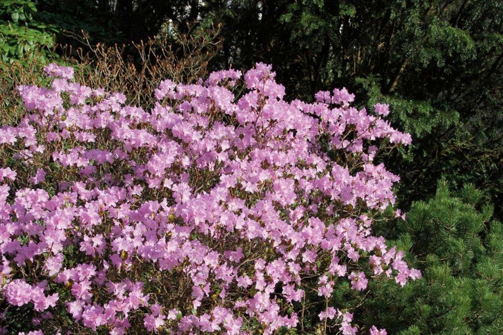 Kvetoucí rododendron v zahradě