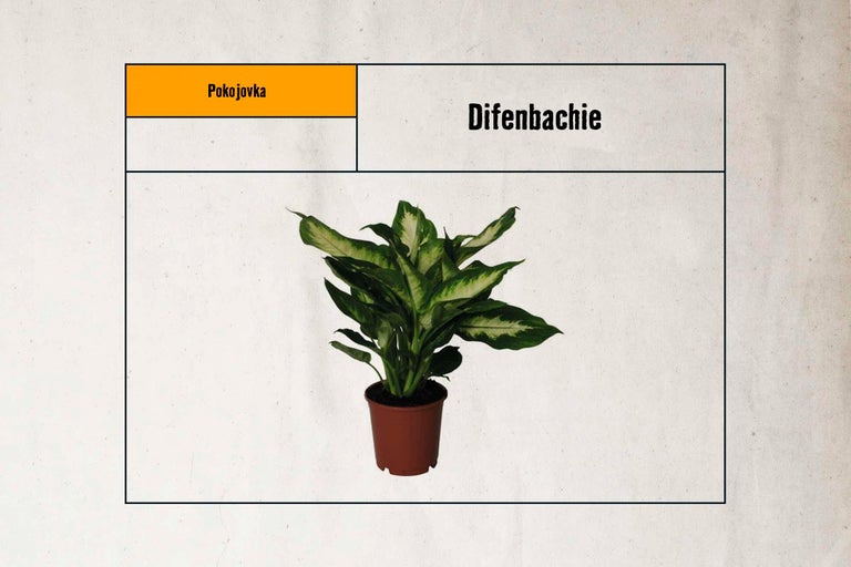 Diefenbachie pokojová rostlina v hnědém květináči