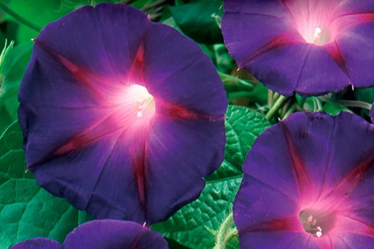 Květy svlačce s listy