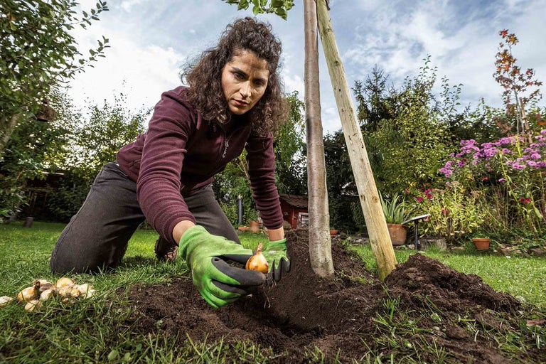 Jak sázet a pěstovat cibuloviny