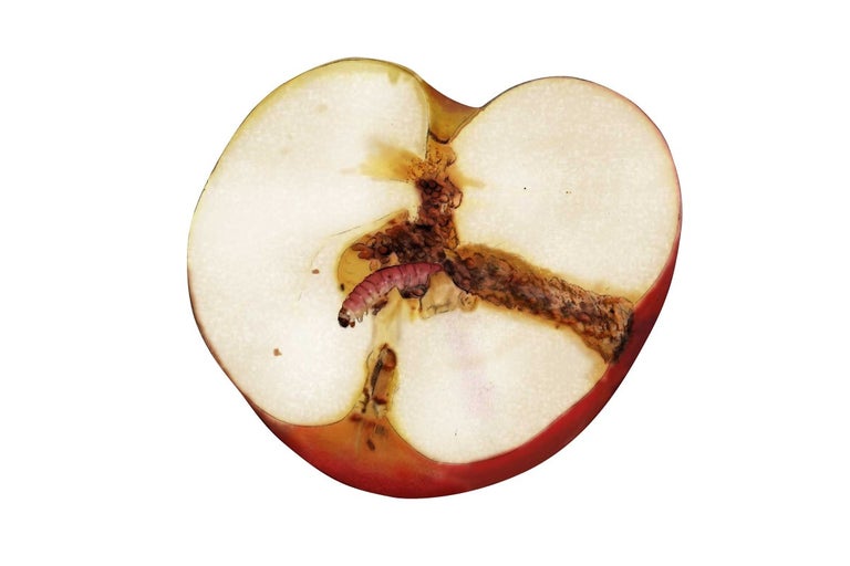 Půlka jablka s červíkem
