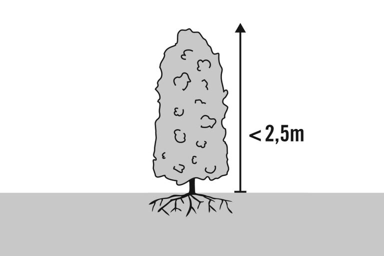Symbolický obrázek stromu s výškou menší než 2,5 metru.
