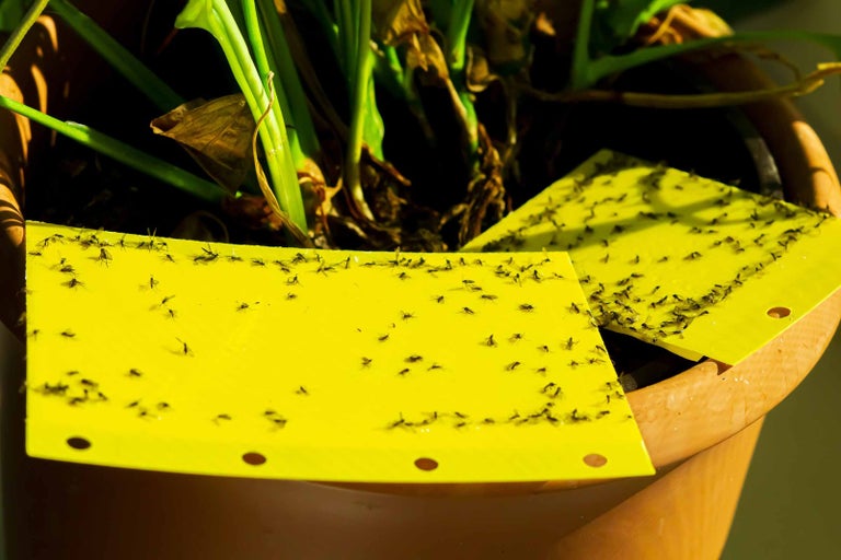 Žluté samolepky s hmyzem v květináči