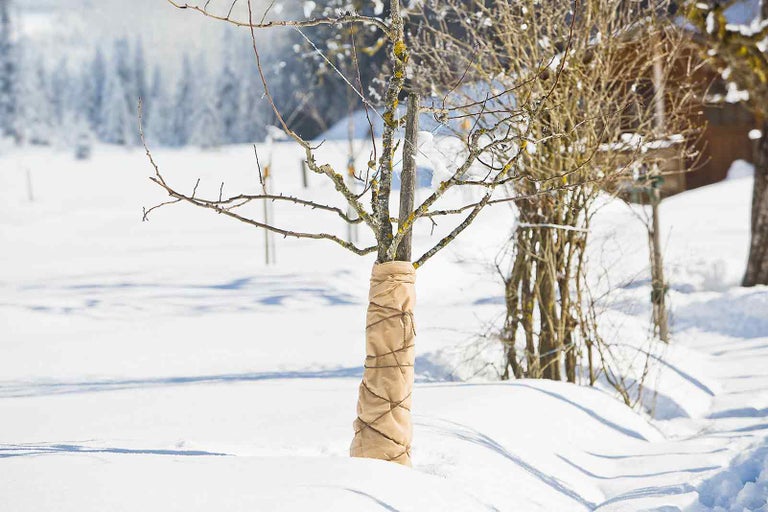 Strom s ochranou proti zimě v zasněžené zahradě