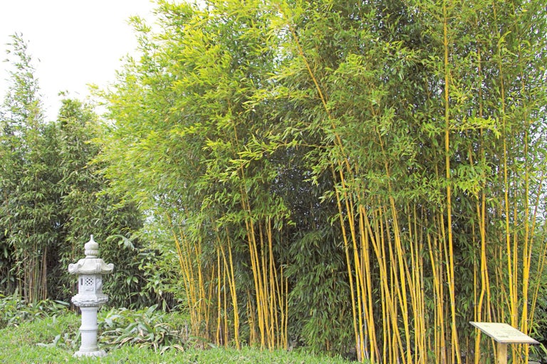 Skupina bambusů v zahradě s dekorativní kamennou lucernou
